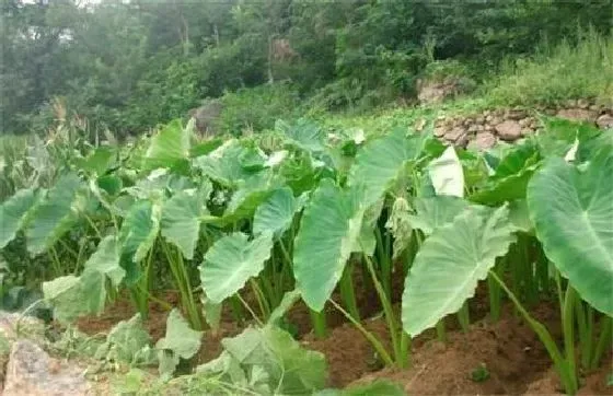 种植百科|芋头种植技术与管理方法 高产栽培技术