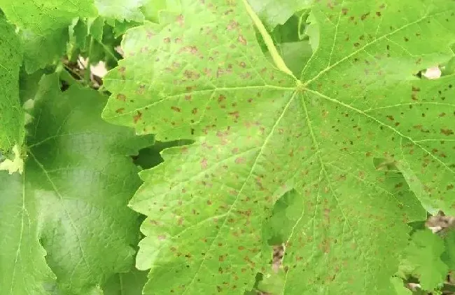 植物病害|葡萄叶子褐色斑是什么病（葡萄褐斑病主要危害症状及防治）