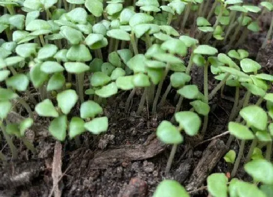 植物种类|罗勒和藿香是一种植物吗