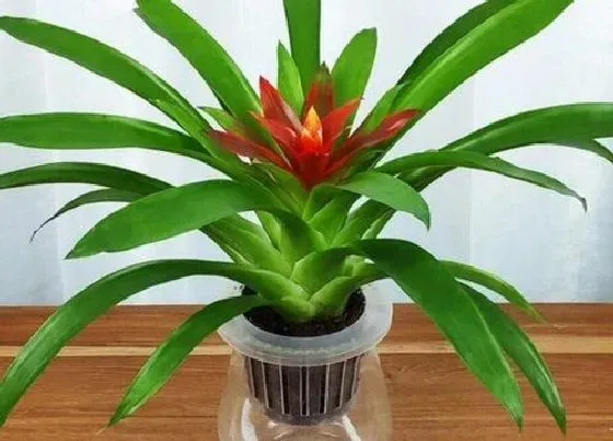 绿植|厨房适合种什么植物 5种适合厨房间摆放的风水植物