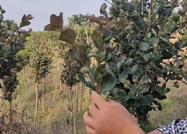 植物扦插|紫薇树几月份扦插最好
