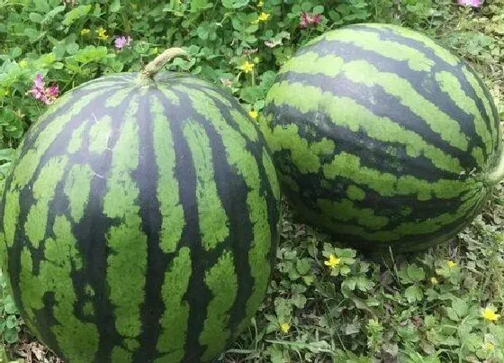 植物产地|麒麟瓜是哪里产的