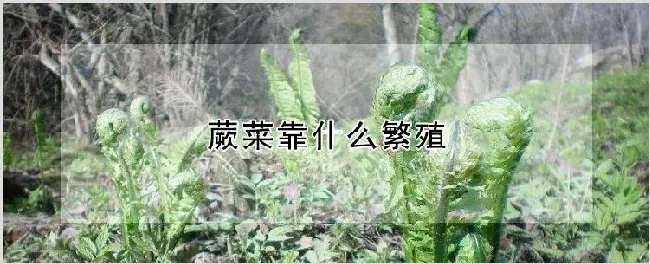 蕨菜靠什么繁殖 | 自然知识