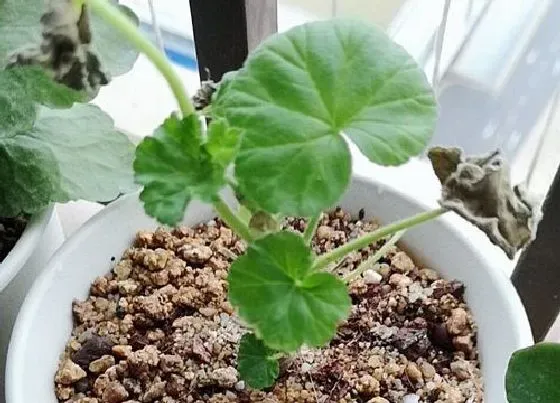 绿植|厨房适合种什么植物 5种适合厨房间摆放的风水植物