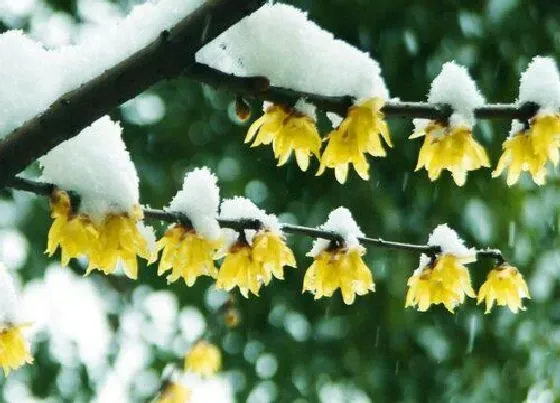 开花时间|腊梅花是什么季节开的花