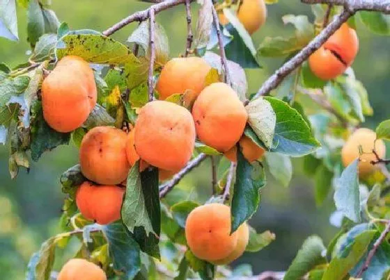 果实科普|柿子哪个品种最好吃 目前最好的柿子品种排名