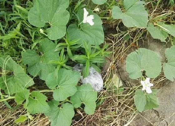 植物施肥|葫芦追肥用什么肥料好