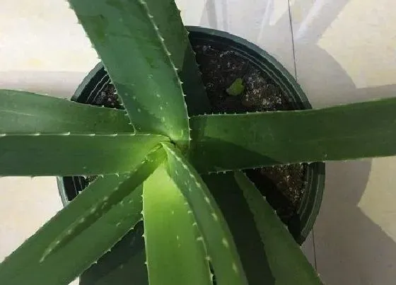 冬天植物|芦荟冬天怕冷吗 放室内或室外好（不耐寒）