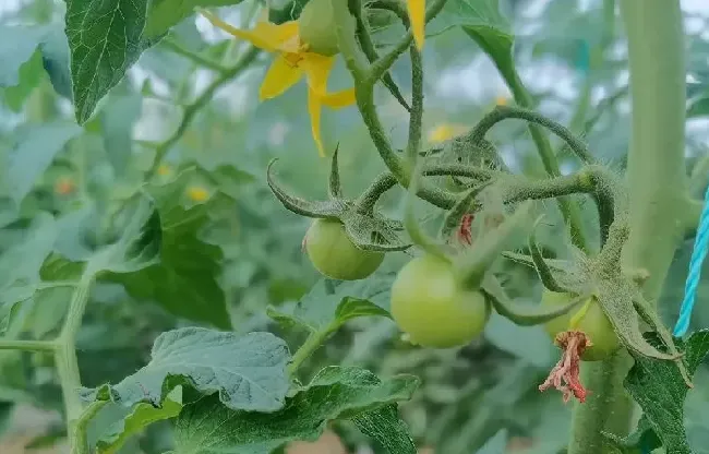 植物施肥|番茄平衡肥什么时候用，番茄平衡肥与高钾肥的使用）