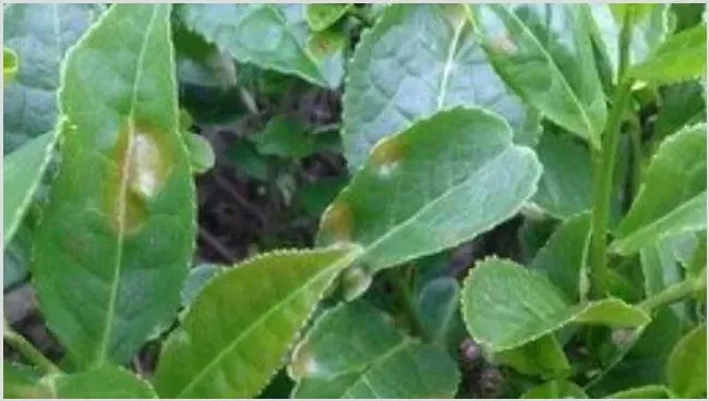 茶轮斑病怎么防治？ | 农业技术