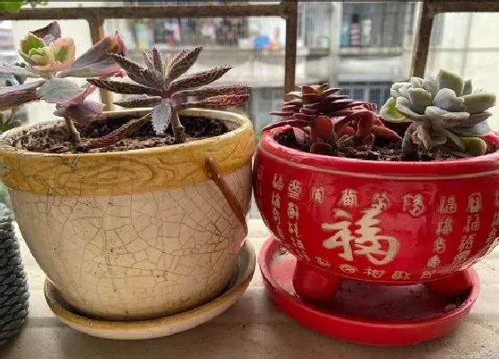 植物修剪|不死鸟徒长了怎么办