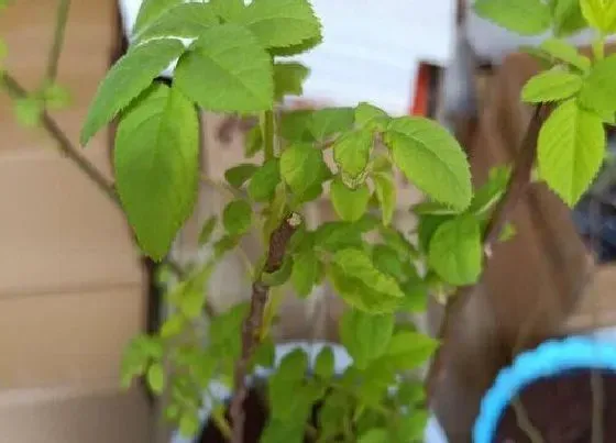 叶子发黄|蓝莓叶子发黄怎么办