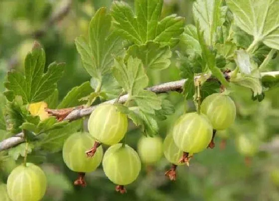 植物百科|灯笼果又叫什么名字