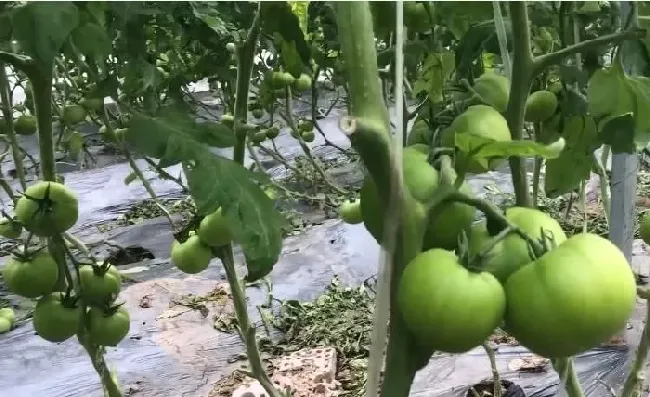 植物施肥|番茄平衡肥什么时候用，番茄平衡肥与高钾肥的使用）