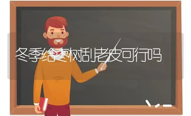 冬季给枣树刮老皮可行吗 | 瓜果种植