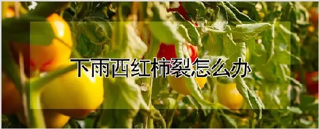 下雨西红柿裂怎么办 | 种植资料