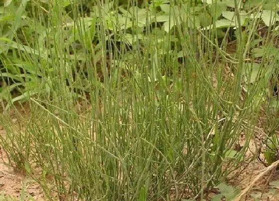 植物百科|土骨草又叫什么名称