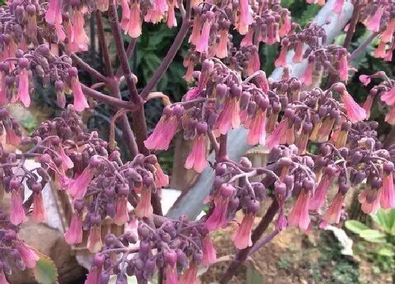 植物百科|不死鸟开花吗 开什么样的花