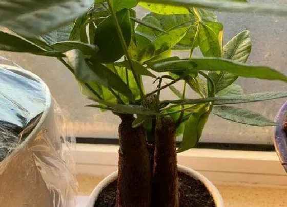 植物寓意|发财树的寓意和象征风水