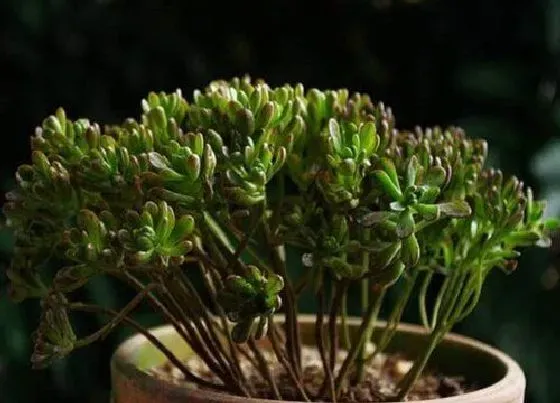 植物繁殖|小人祭怎么繁殖 扦插繁殖方法