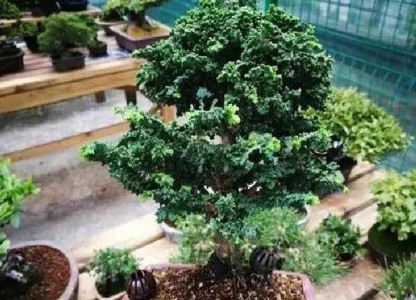 植物移栽|石化桧上盆时间与养护方法
