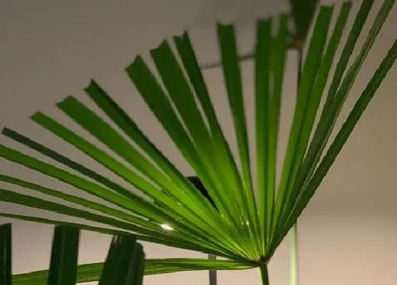 冬天植物|棕榈冬天会冻死吗