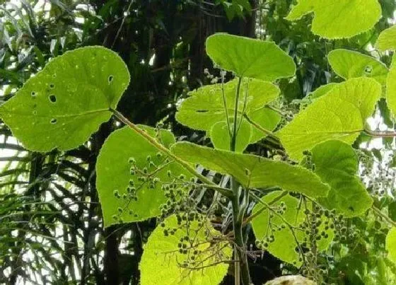 植物百科|皮树又叫什么树