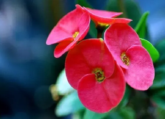 开花时间|铁海棠什么时候开花 花期是几月到几月