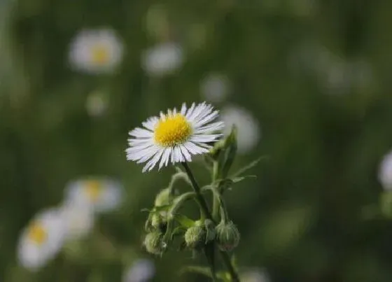 花语|白色雏菊的花语和寓意