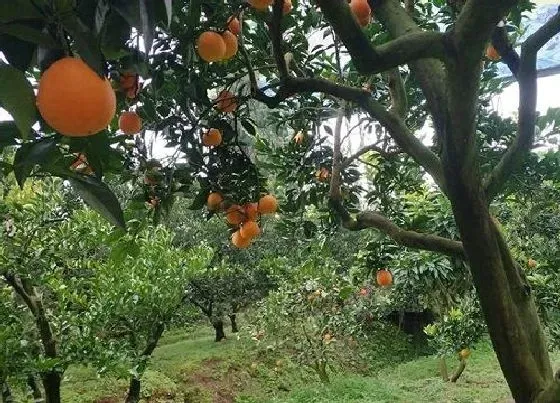 种植管理|柚子嫁接几年结果