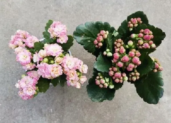 植物浇水|长寿花要浇什么肥最好