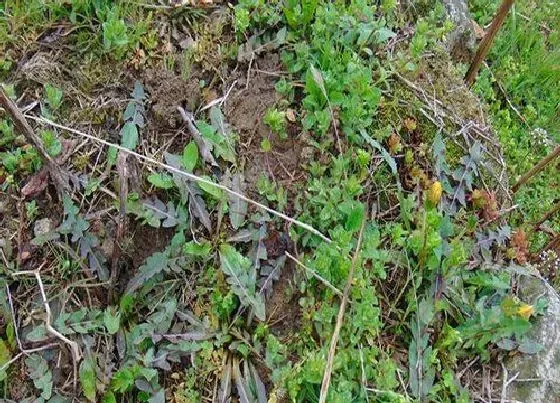 植物百科|和婆婆丁很像的草