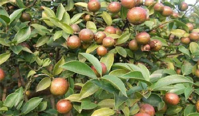 种植管理|油茶树的种植方法和管理技术，油茶树适合什么土壤种植）