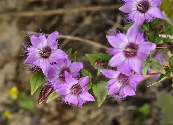 功效常识|红花龙胆的功效与作用