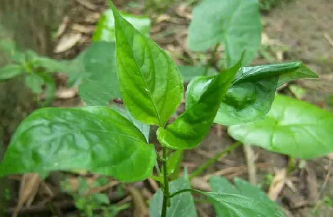 功效常识|九干菜的功效与作用