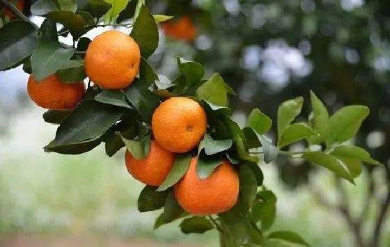 植物施肥|桔子树施什么肥最好 适合用什么肥料