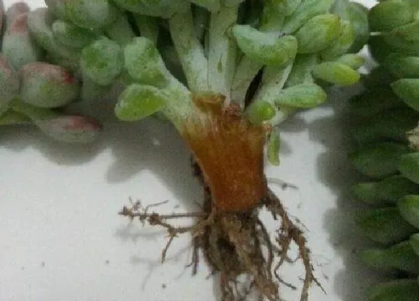 植物生根|劳尔怎么修根