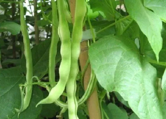 食用技巧|豆角怎么挑选好吃的