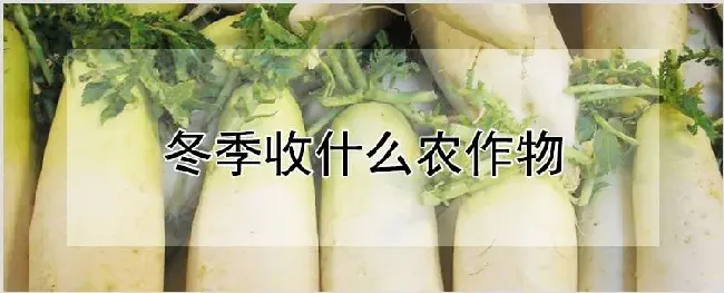 冬季收什么农作物 | 自然知识