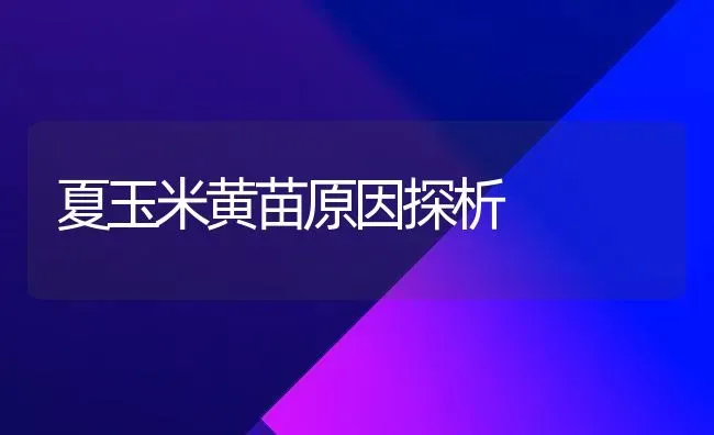 夏玉米黄苗原因探析 | 粮油作物种植