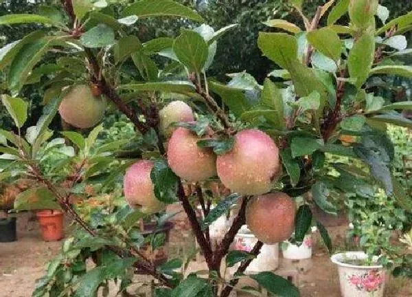 盆景|盆栽苹果树怎么养护 苹果树盆栽种植方法