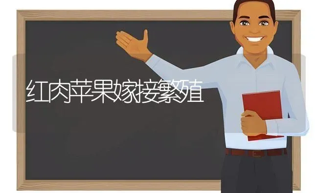 红肉苹果嫁接繁殖 | 瓜果种植