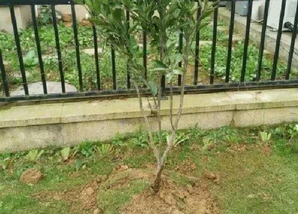 植物发芽|橘子树不发芽怎么办