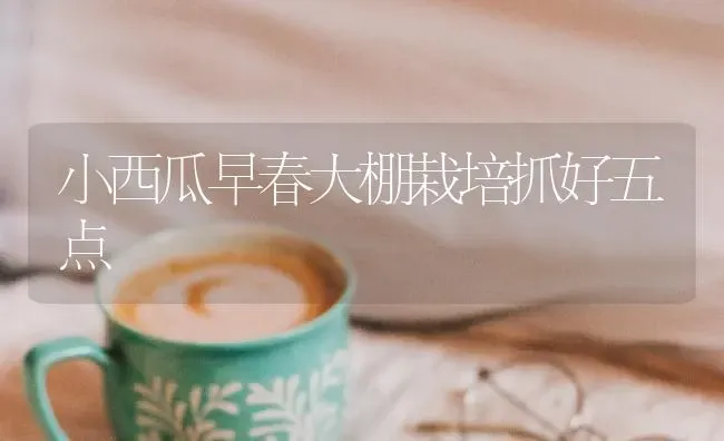 小西瓜早春大棚栽培抓好五点 | 瓜果种植