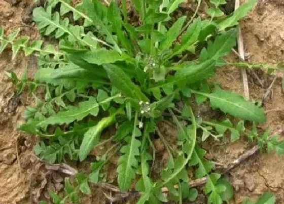 植物播种|马齿苋什么时候播种合适