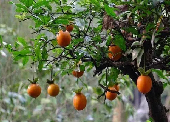 植物百科|金弹子是雌雄同株吗