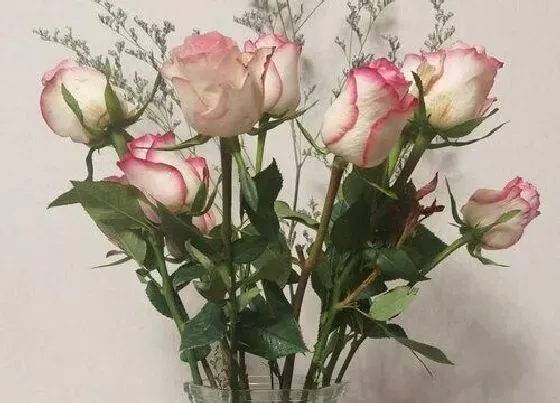 花语|玫瑰花的花语是什么象征含义