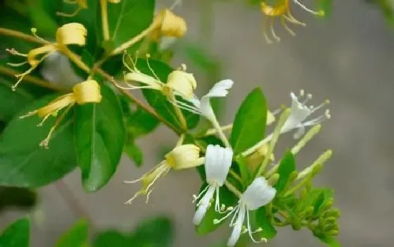 庭院摆放|庭院种金银花好吗