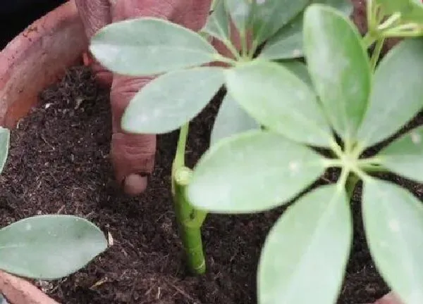 植物扦插|鸭脚木几月份扦插最好