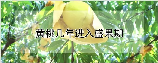 黄桃几年进入盛果期 | 自然知识